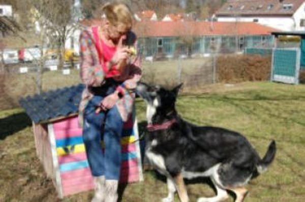 BAILEY BOY - folgsam&intelligent