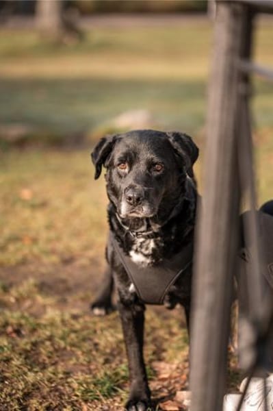 Elias, bewegungsfreudiger Begleiter, 12J