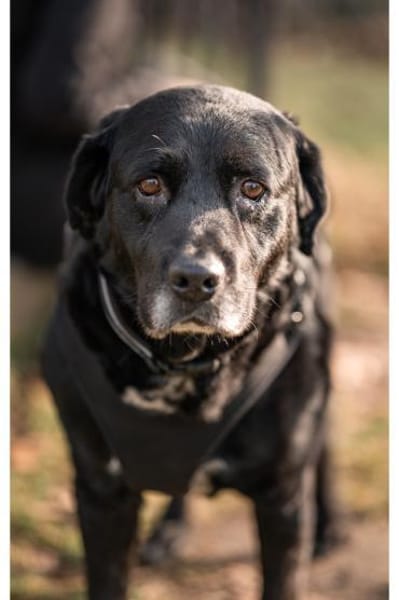 Elias, bewegungsfreudiger Begleiter, 12J