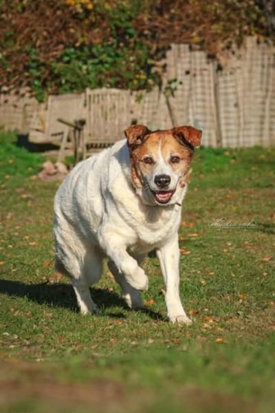 Martin  ein treuer Kerl
