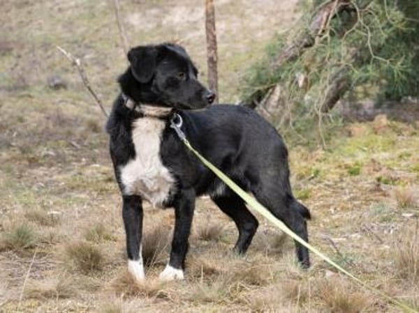 Amal sucht erfahrenes Zuhause