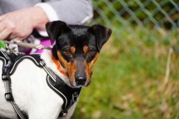 Pitufo sucht seine Familie