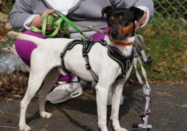 Pitufo sucht seine Familie