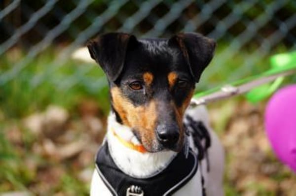 Pitufo sucht seine Familie