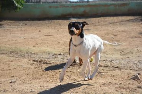 Pitufo sucht seine Familie