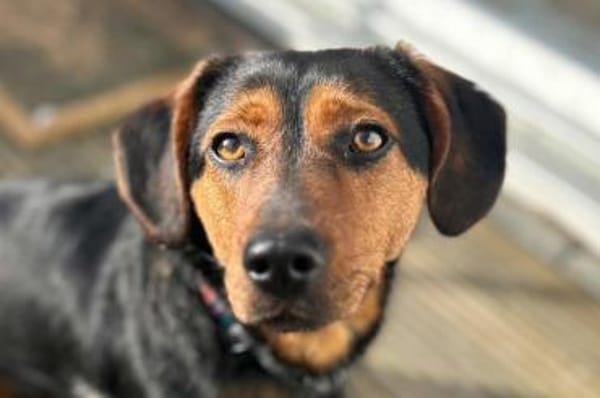 Tilly 💗 wartet in 48153 Münster