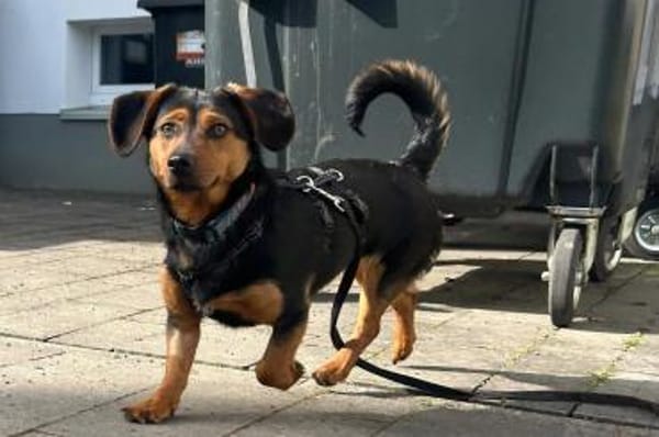 Tilly 💗 wartet in 48153 Münster