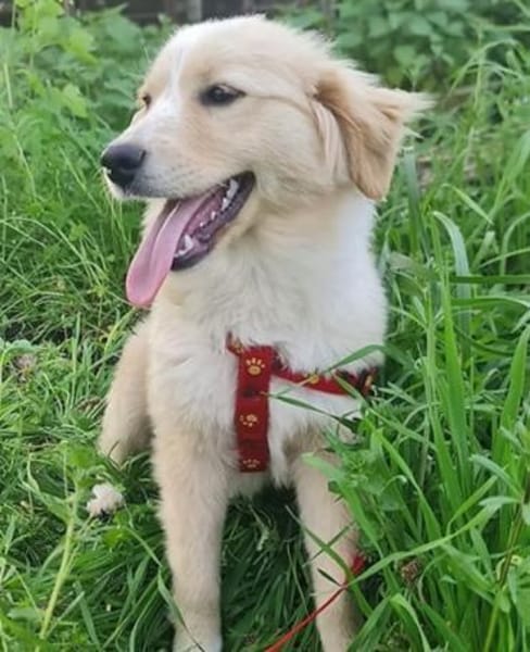 Lotte ❤ sucht ein Zuhause