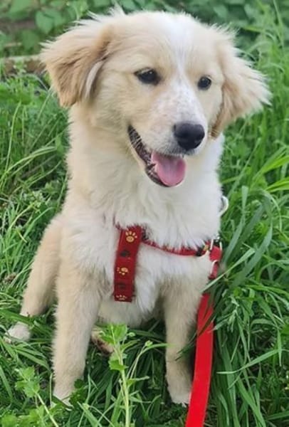 Lotte ❤ sucht ein Zuhause