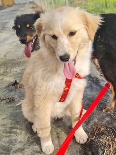 Lotte ❤ sucht ein Zuhause