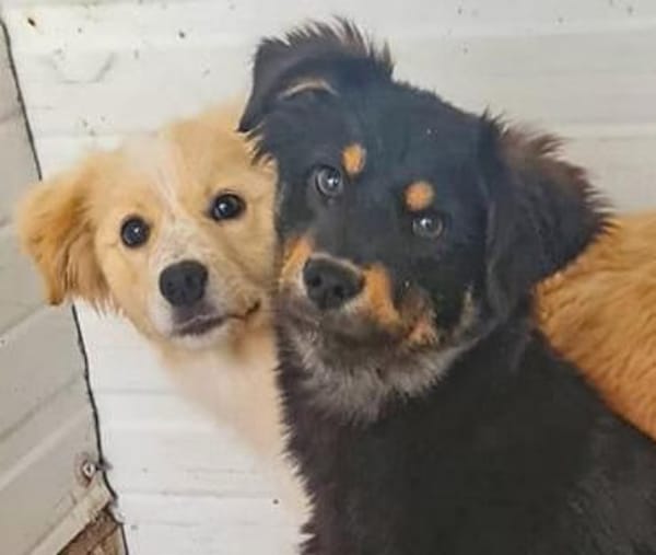 Lotte ❤ sucht ein Zuhause