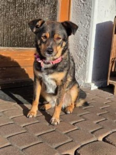 Stella 44 cm (Pflegestelle)