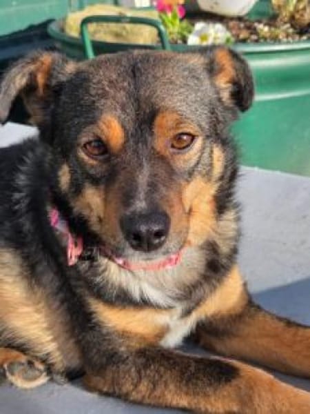 Stella 44 cm (Pflegestelle)