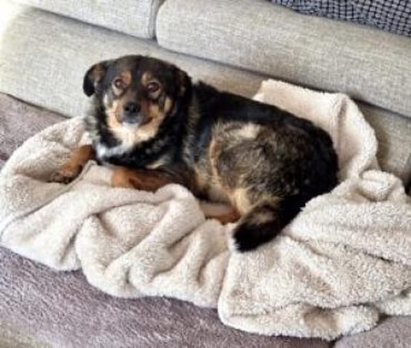 Stella 44 cm (Pflegestelle)