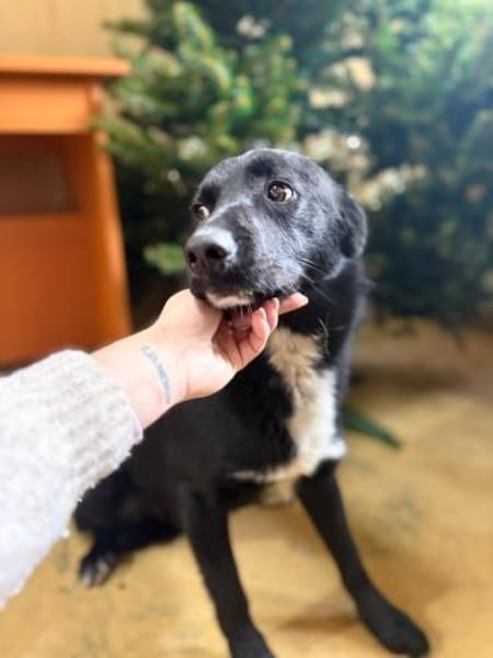 Unser hübscher Ben möchte zu Dir