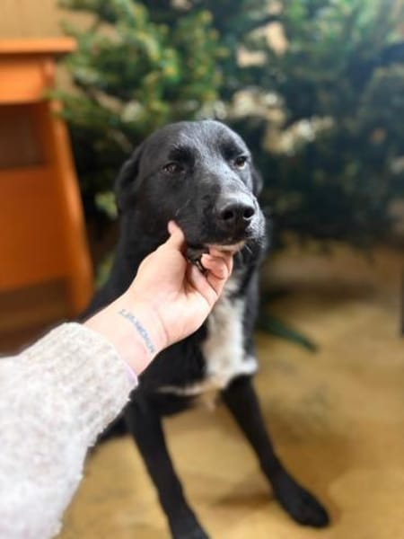 Unser hübscher Ben möchte zu Dir