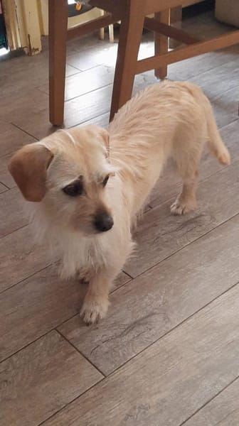 Árnika, ca. 2 Jahre jung