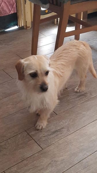 Árnika, ca. 2 Jahre jung