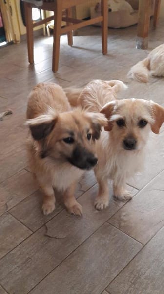 Árnika, ca. 2 Jahre jung