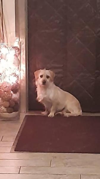 Árnika, ca. 2 Jahre jung