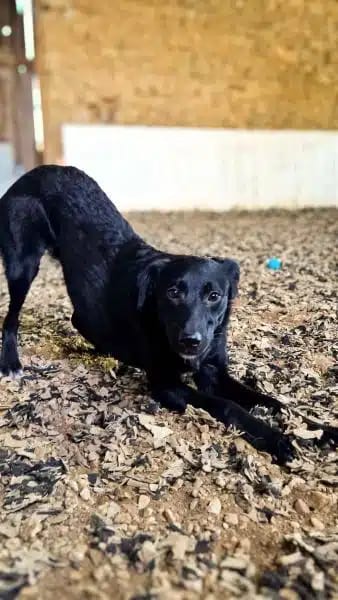 SWIFTY * schwarz & scheu & zauberhaft