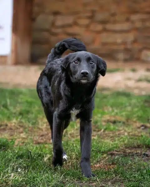 SWIFTY * schwarz & scheu & zauberhaft