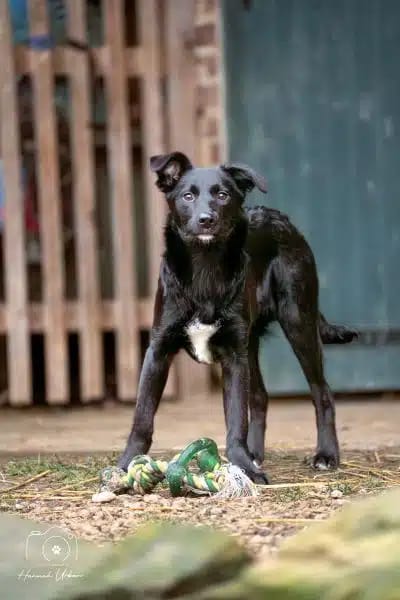 SWIFTY * schwarz & scheu & zauberhaft