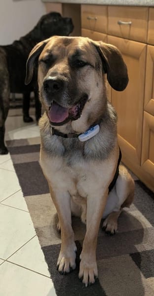 Der liebe Theo sucht sein ZUhause