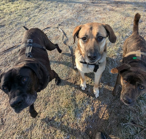 Der liebe Theo sucht sein ZUhause