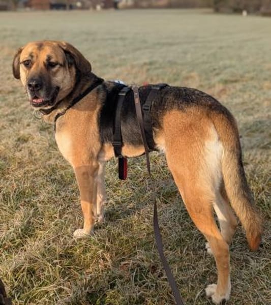 Der liebe Theo sucht sein ZUhause