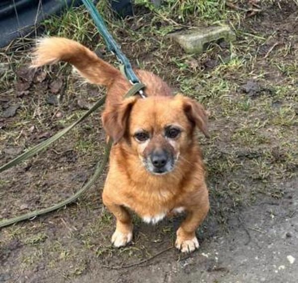 💙Peppino💙 sucht seine Menschen 🐾