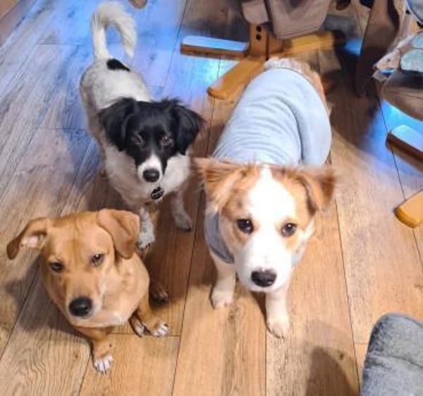 ❤🐾 KALEA, auf PS in 63839 Kleinwallsta