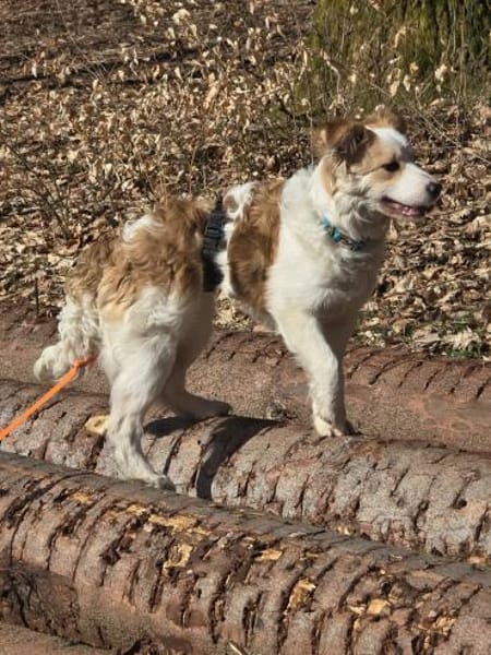 ❤🐾 KALEA, auf PS in 63839 Kleinwallsta