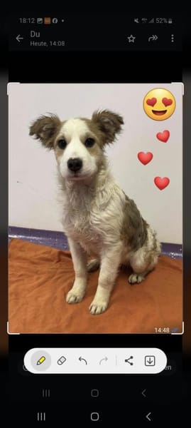 ❤🐾 KALEA, auf PS in 63839 Kleinwallsta