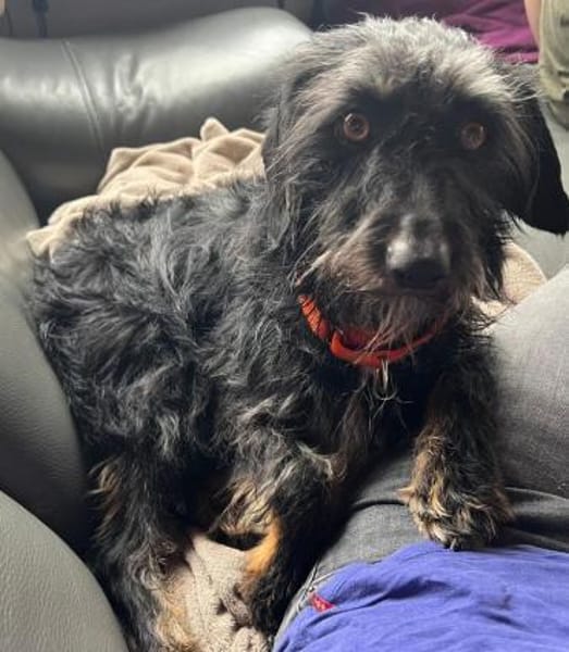 Bonus der Anhängliche