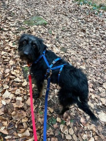 Bonus der Anhängliche