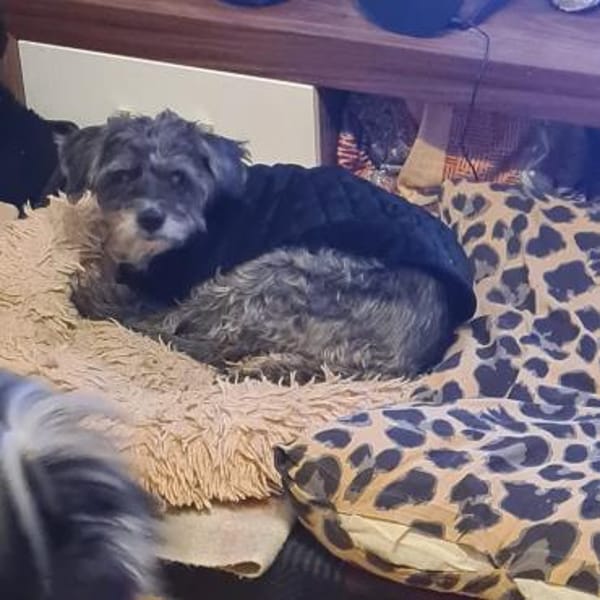 Zauberhafte Laika möchte dein Herz erobe