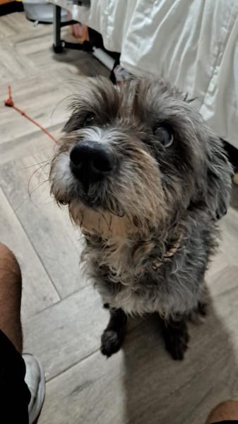 Zauberhafte Laika möchte dein Herz erobe