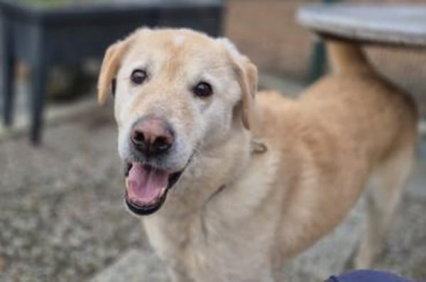 Cremona - wartet in 33154 Salzkotten