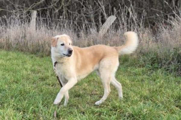 Cremona - wartet in 33154 Salzkotten