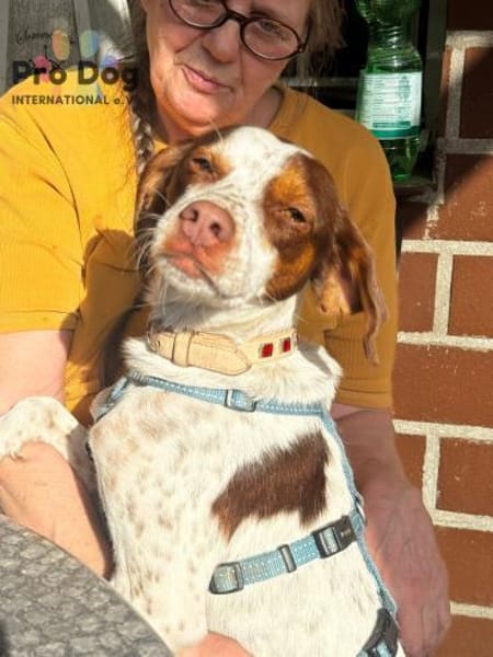 Diogo auf Pflegestelle in Duisburg
