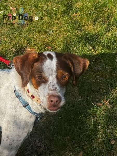 Diogo auf Pflegestelle in Duisburg