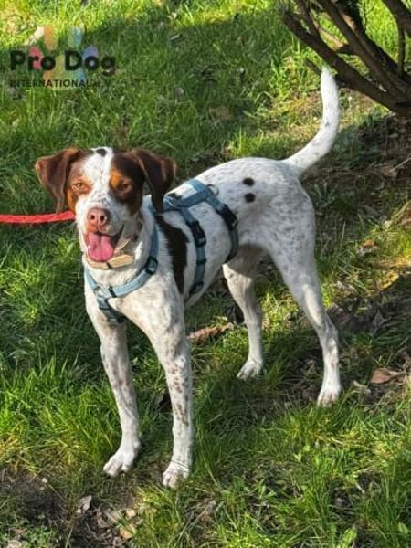 Diogo auf Pflegestelle in Duisburg