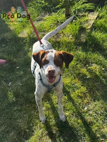 Diogo auf Pflegestelle in Duisburg