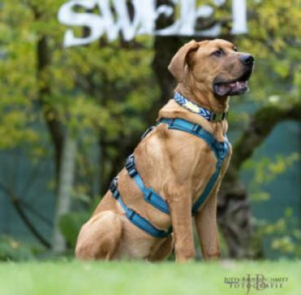 CADILLAC - verspielt&neugierig