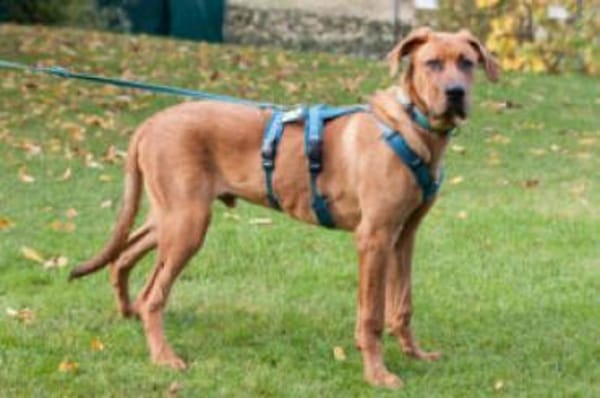 CADILLAC - verspielt&neugierig