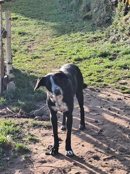 Bildhübscher LEO sucht ein Zuhause !