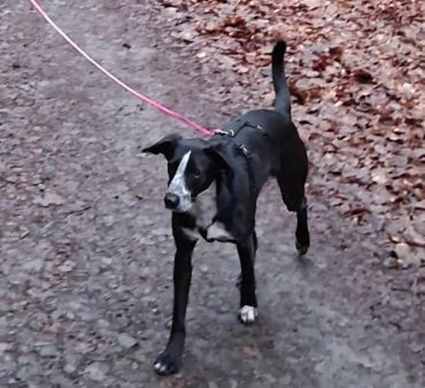 Bildhübscher LEO sucht ein Zuhause !