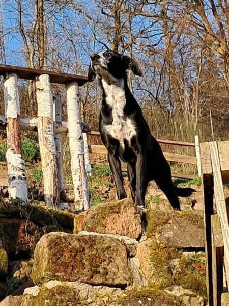 Bildhübscher LEO sucht ein Zuhause !