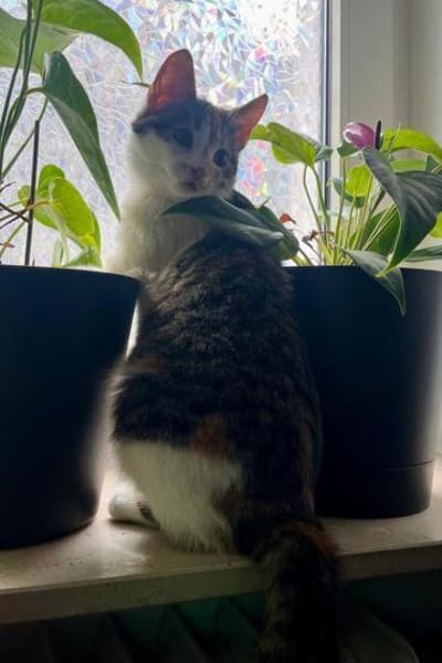 Cleo & Fina 💗 in 67655 Kaiserslautern